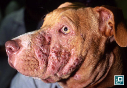 is cellulitis in dogs contagious