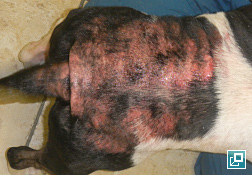 what is flea allergy dermatitis in dogs
