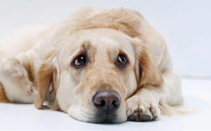 dog lethargic after lepto vaccine